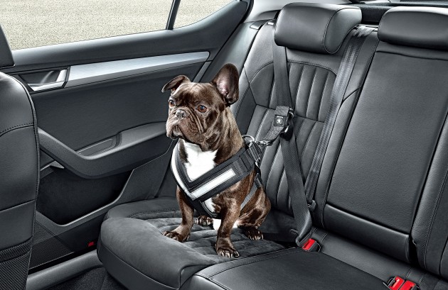 skoda dog belt
