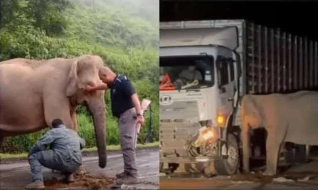 50% of AWAS saman receipts to fund safety initiatives – lighting up accident hotspots, wildlife crossings